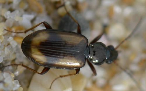 Réf. 226 983 : Bembidion femoratum